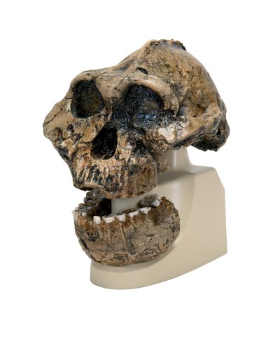 Australopithecus Boisei Skull (KNM-ER 406 + Omo L7A-125), Replica